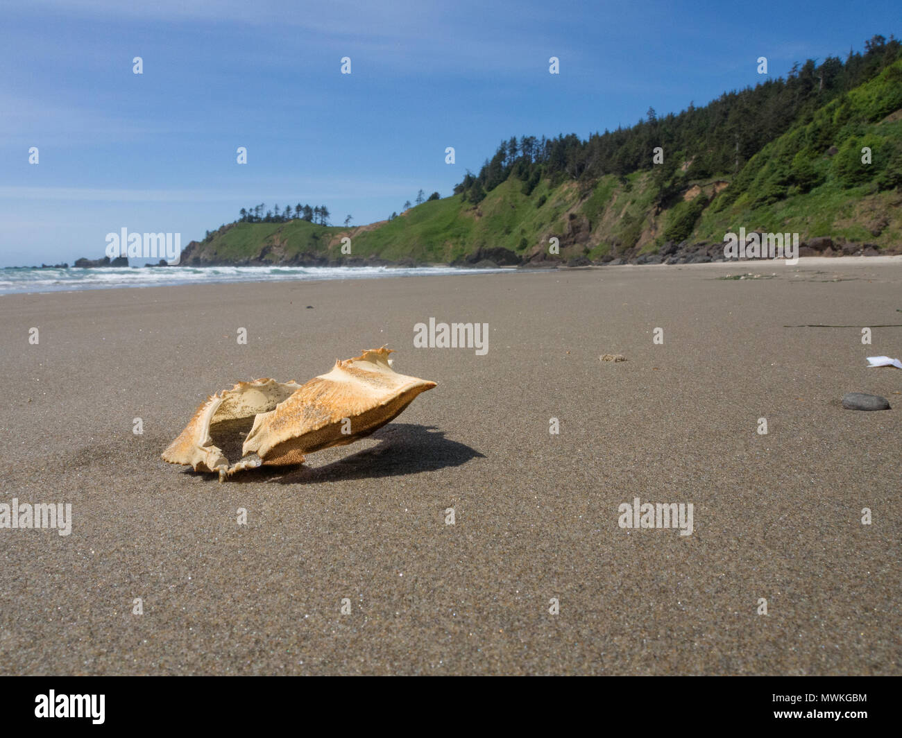 Leere crab Shell auf Crescent Beach Oregon mit Bluff im Hintergrund mit Tiefenschärfe Stockfoto
