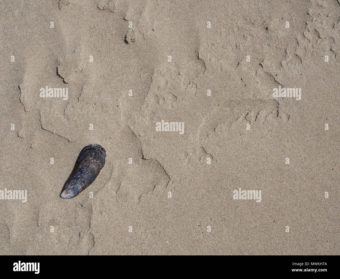 Single Muschelschalen auf Crescent Beach Oregon kunstvoll platziert in der unteren linken Ecke des Rahmens Stockfoto