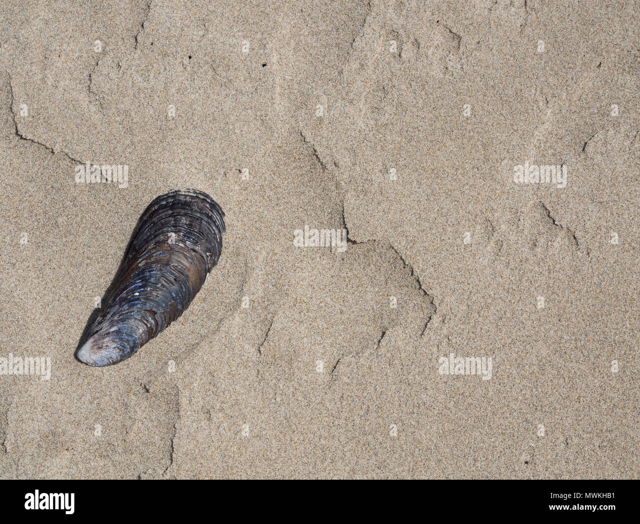 Single Muschelschalen auf Crescent Beach Oregon kunstvoll platziert in der unteren linken Ecke des Rahmens Stockfoto