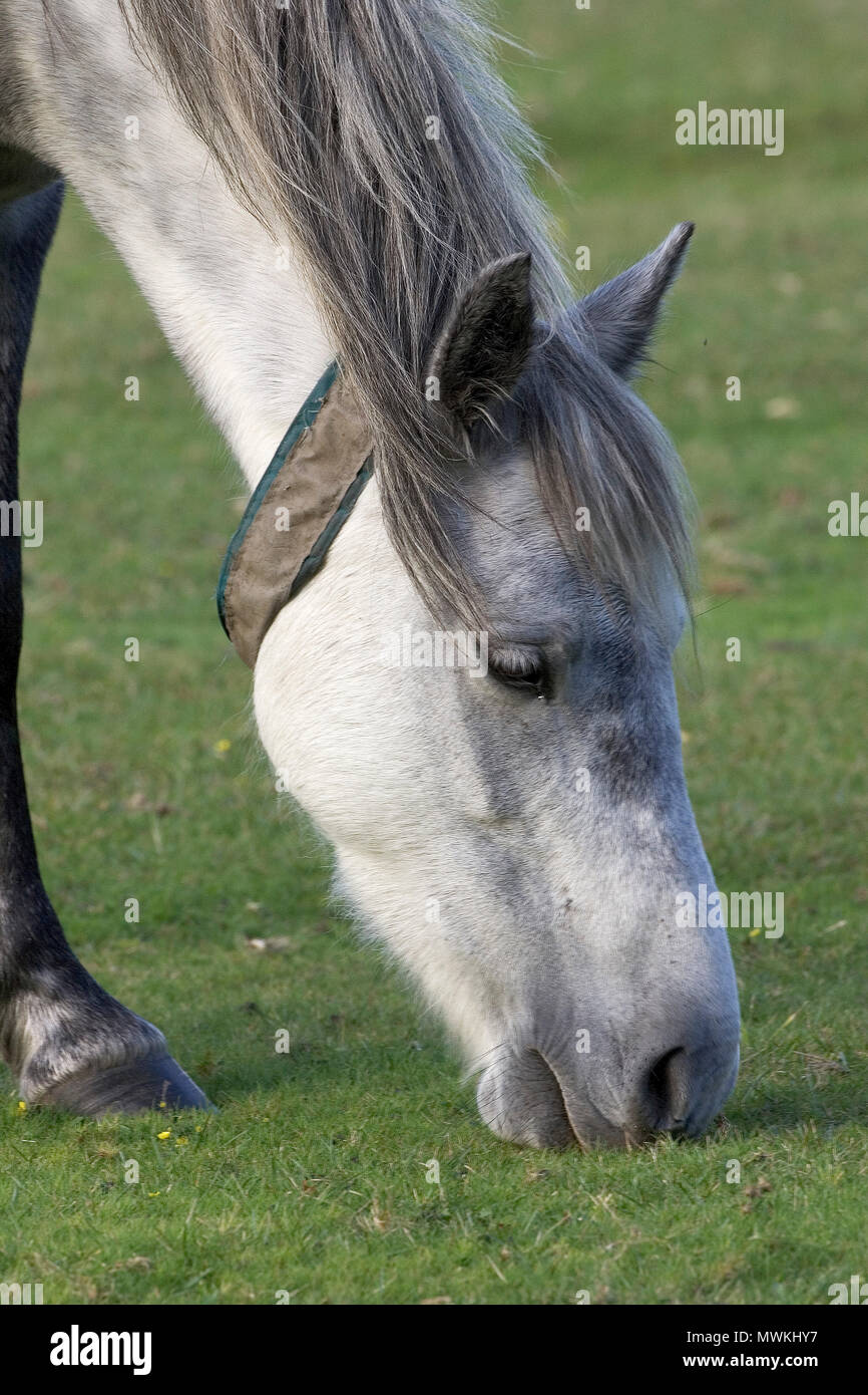 New Forest Pony Equus caballus Grey Mare mit reflektierenden Kragen, in der Nähe von Ober Ecke, New Forest National Park, Hampshire, England, Großbritannien, Oktober 2004 Stockfoto