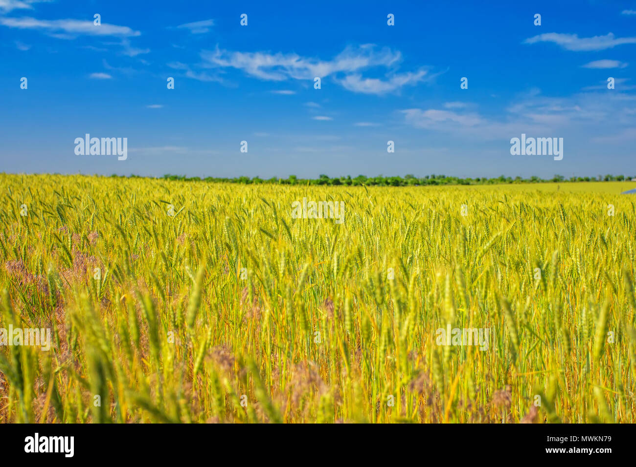 Bereich der Weizen, Wolken am blauen Himmel Stockfoto