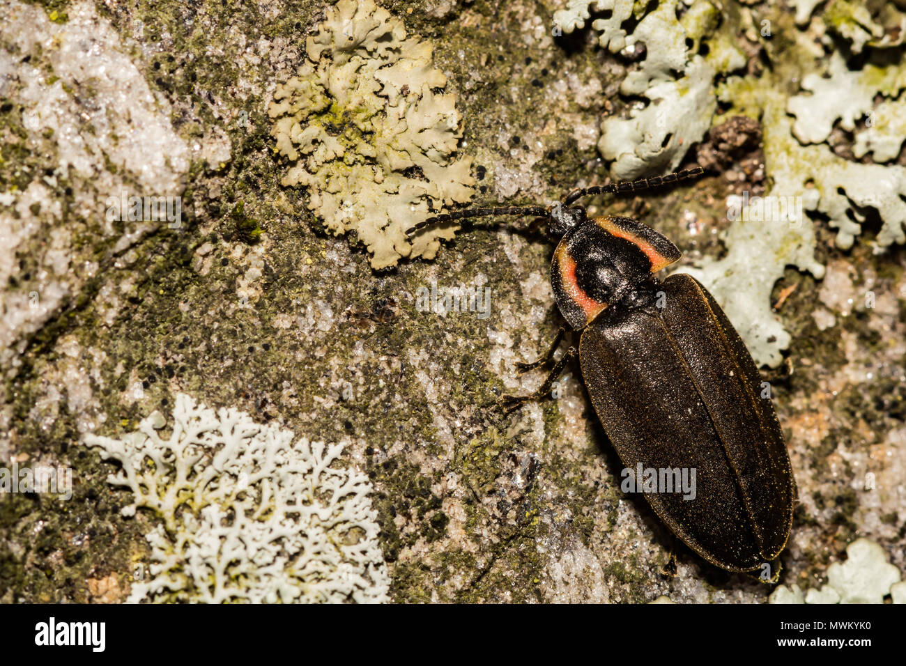 Winter Firefly (Ellychnia corrusca) Stockfoto