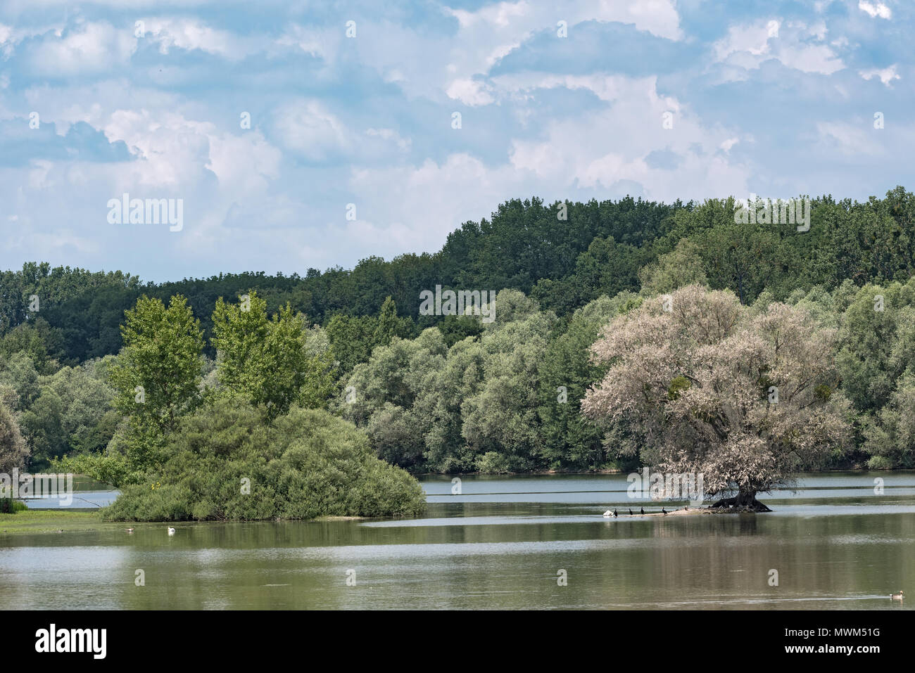 Das Europäische Vogelschutzgebiet und Naturschutzgebiet Knoblochsaue Kuehkopf, Hessen, Deutschland Stockfoto