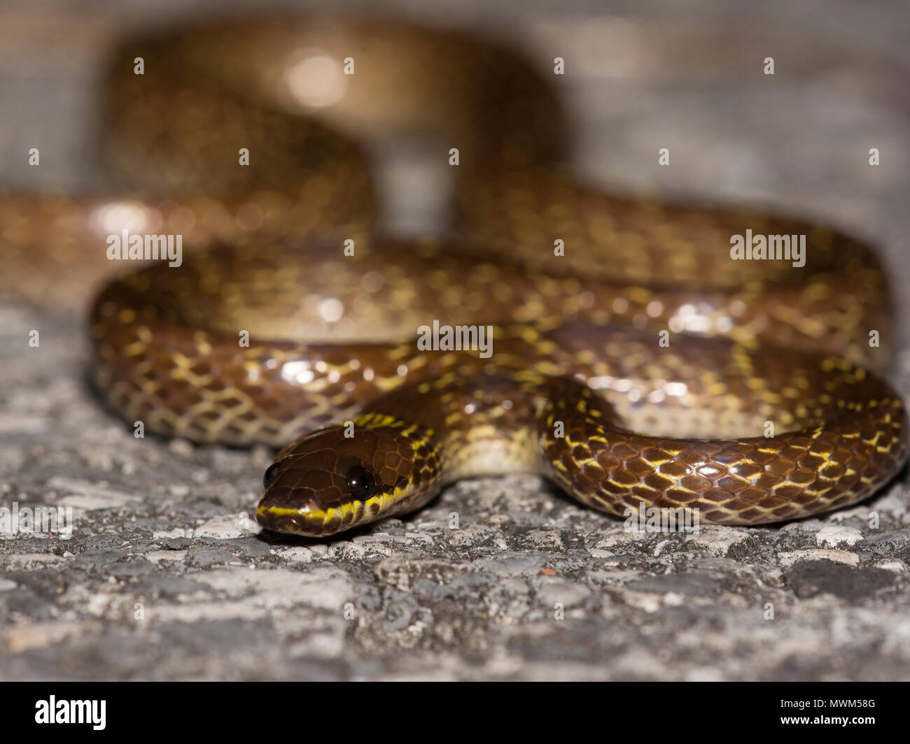 Gemeinsame Wolf Snake (Lycodon capucinus) im Regenwald von Phuket Thailand. Stockfoto