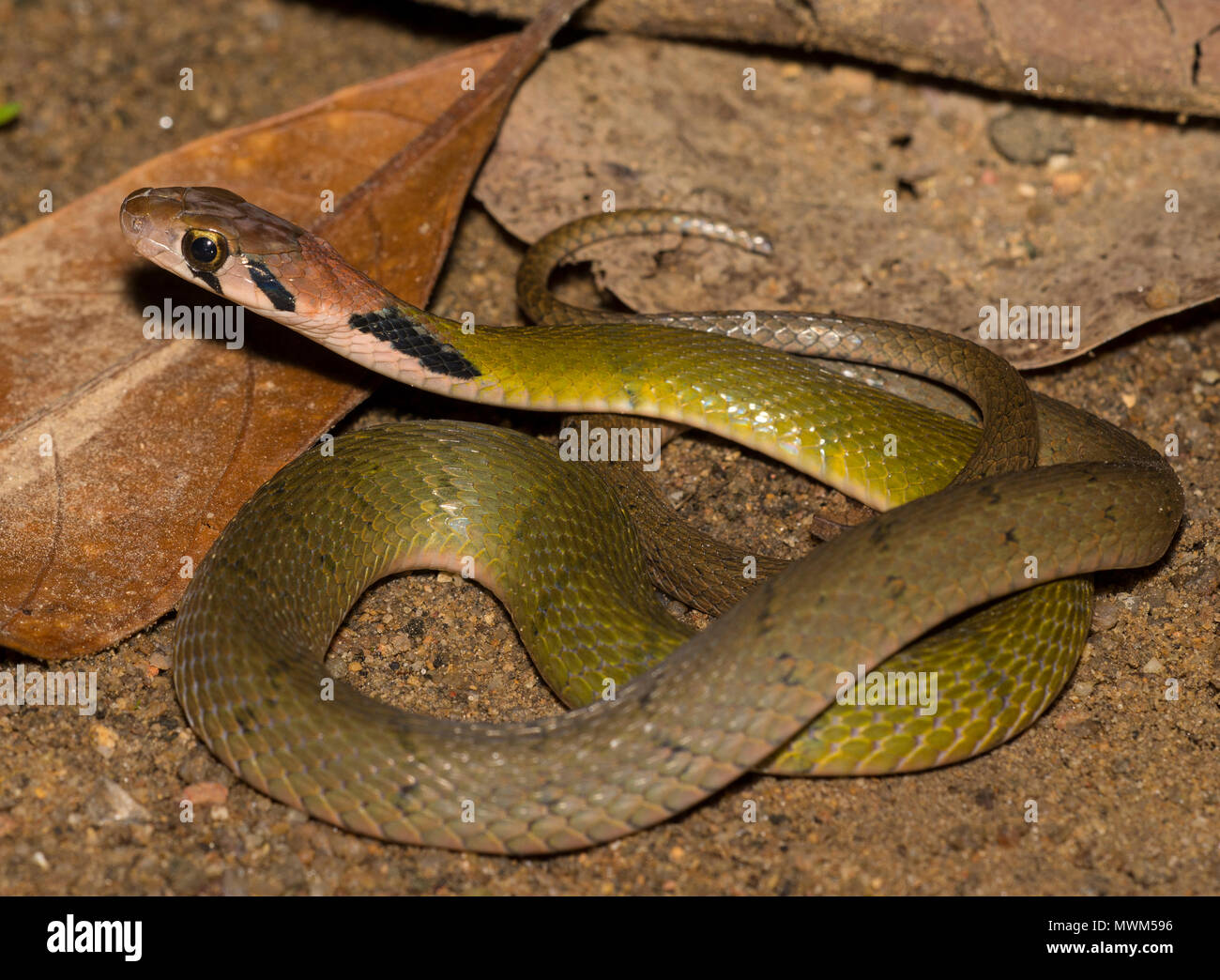 Grüne Keelback (Rhabdophis nigrocinctus) im Regenwald von Phuket Thailand. Stockfoto