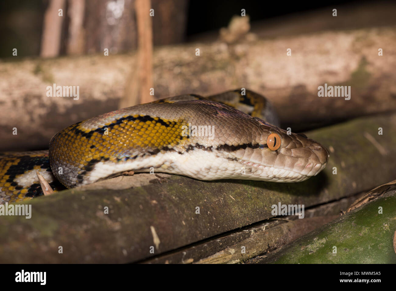 Netzpython (Python reticulatus) im Regenwald des Khao Sok Nationalpark Thailand. Stockfoto