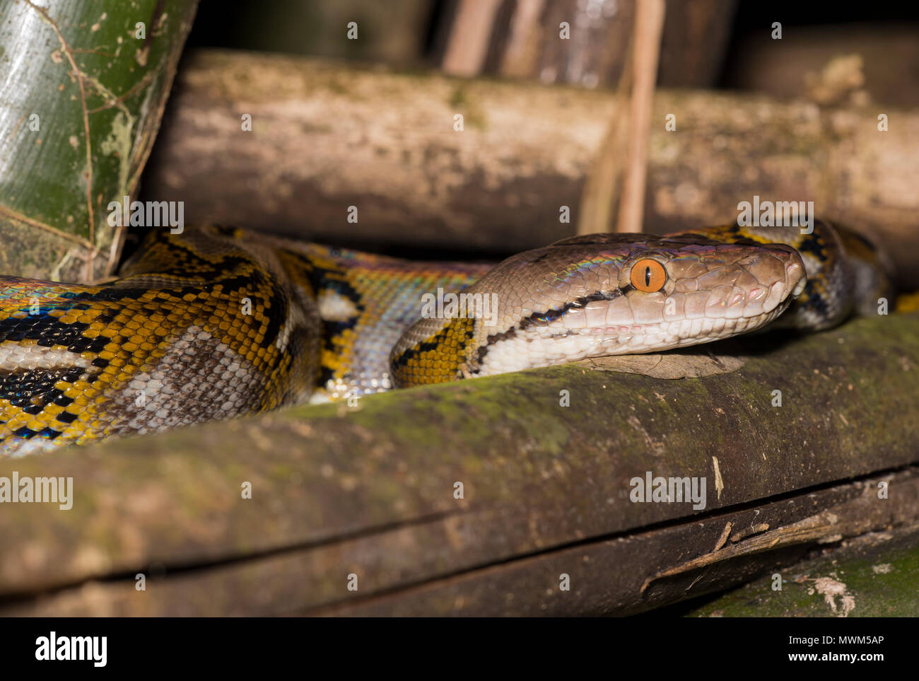 Netzpython (Python reticulatus) im Regenwald des Khao Sok Nationalpark Thailand. Stockfoto