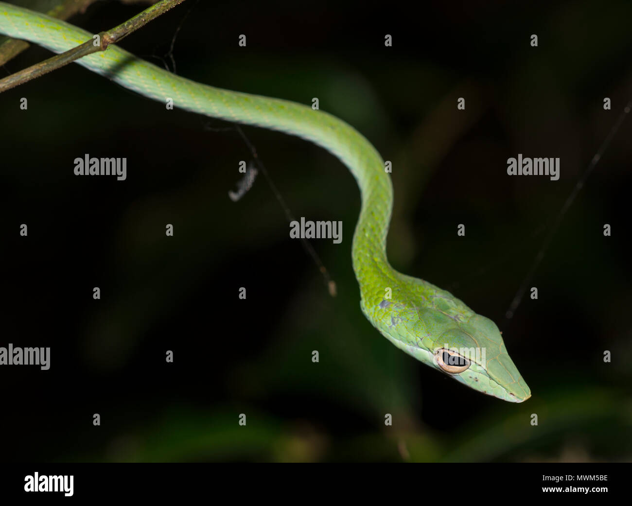 Orientalische Peitsche Schlange oder Rebe Schlange (Ahaetulla prasina) in einem Baum im Regenwald von Thailand. Stockfoto