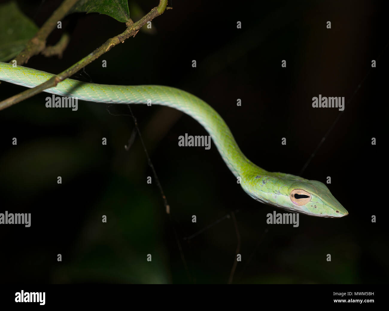 Orientalische Peitsche Schlange oder Rebe Schlange (Ahaetulla prasina) in einem Baum im Regenwald von Thailand. Stockfoto