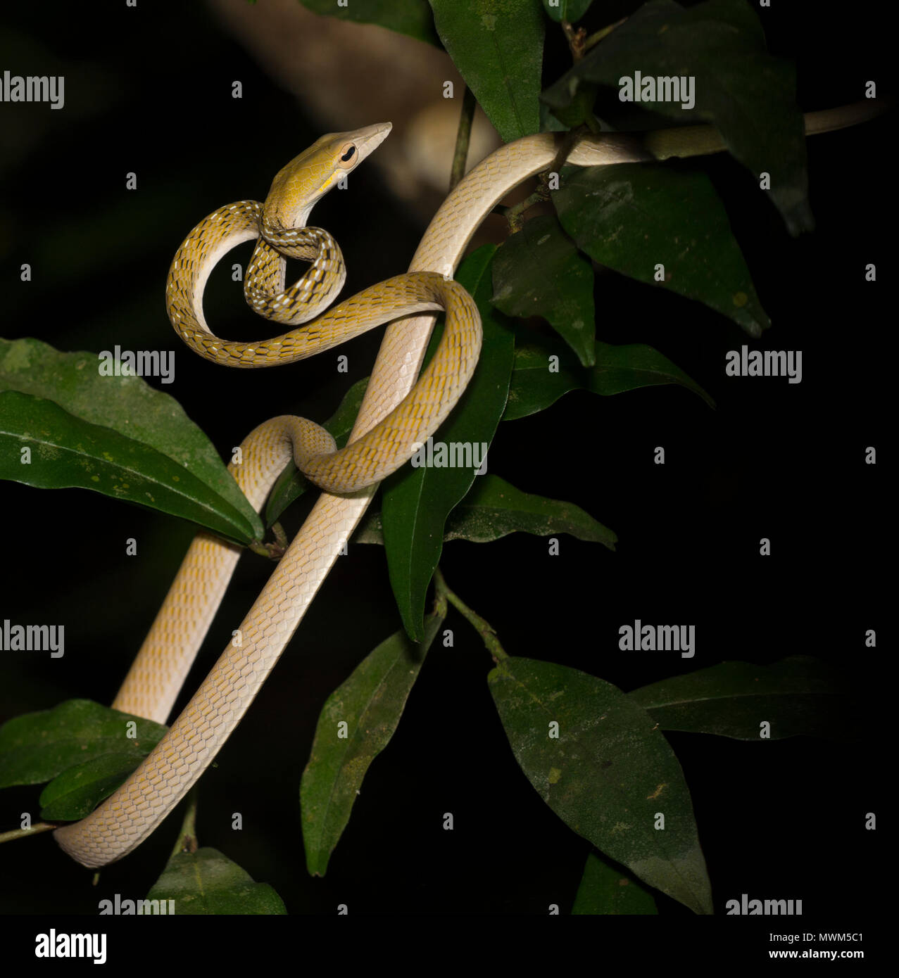 Orientalische Peitsche Schlange oder Rebe Schlange (Ahaetulla prasina) in einem Baum im Regenwald von Thailand. Stockfoto