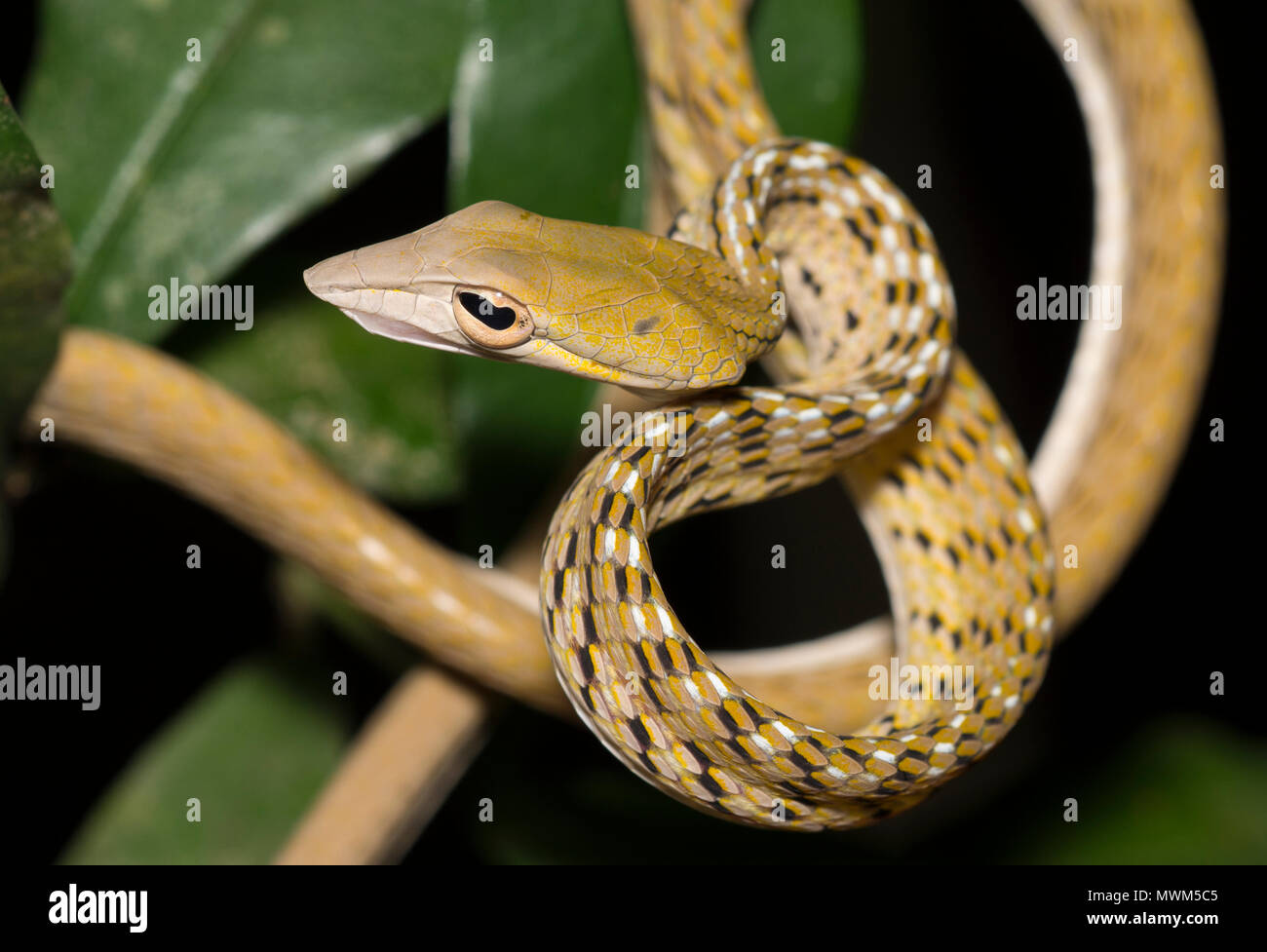 Orientalische Peitsche Schlange oder Rebe Schlange (Ahaetulla prasina) in einem Baum im Regenwald von Thailand. Stockfoto