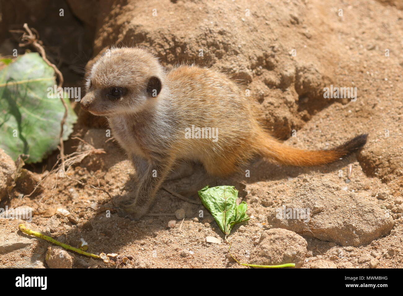 Baby Meerkat an Newquay Zoo Stockfoto