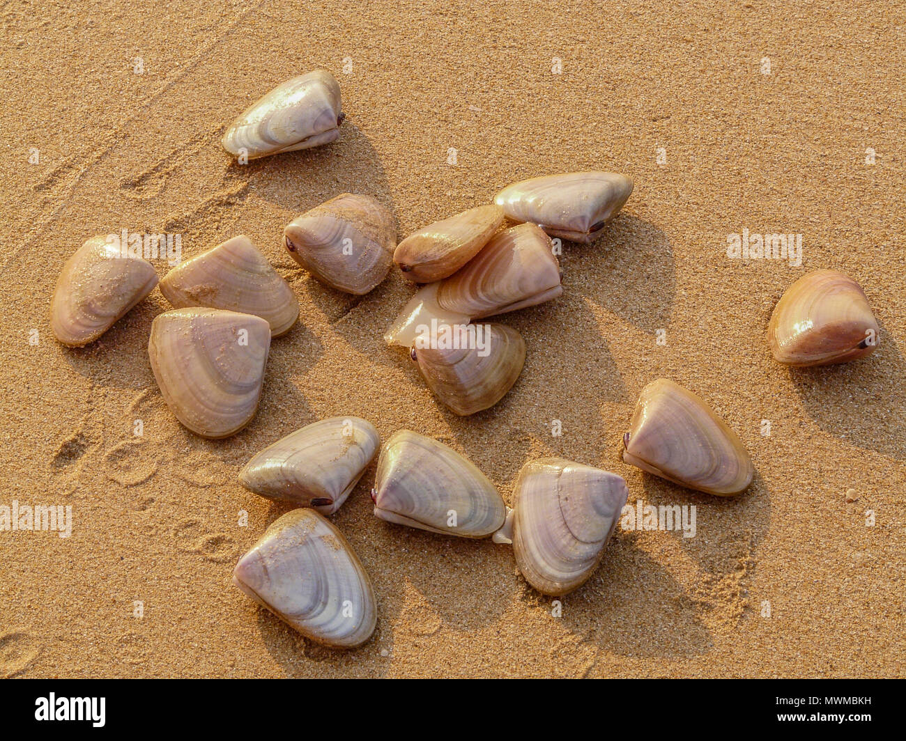 Ozean Schalen auf Sand, abstrakten Hintergrund Stockfoto
