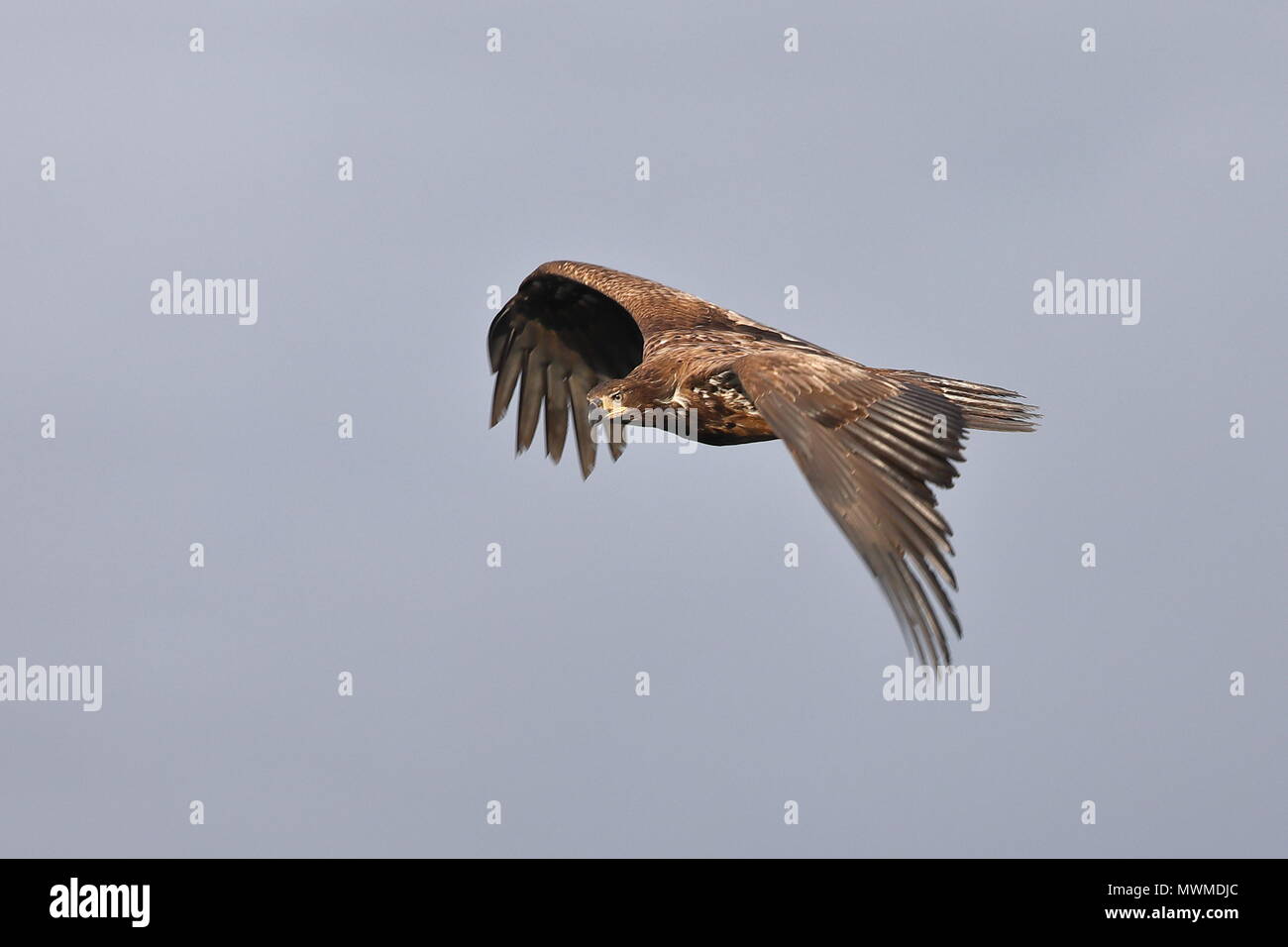 Fliegende Kinder Bald Eagle Stockfoto