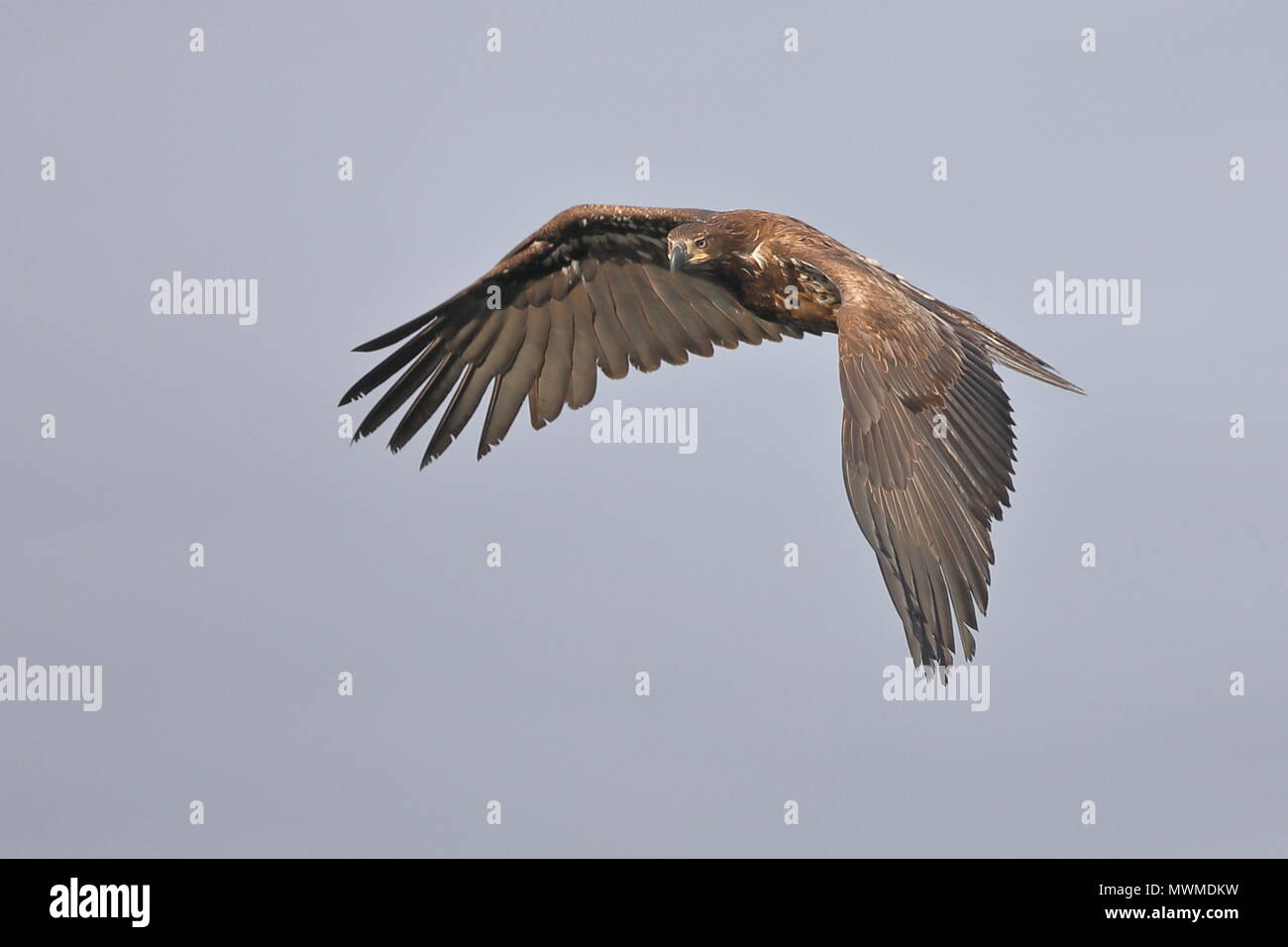 Fliegende Kinder Bald Eagle Stockfoto