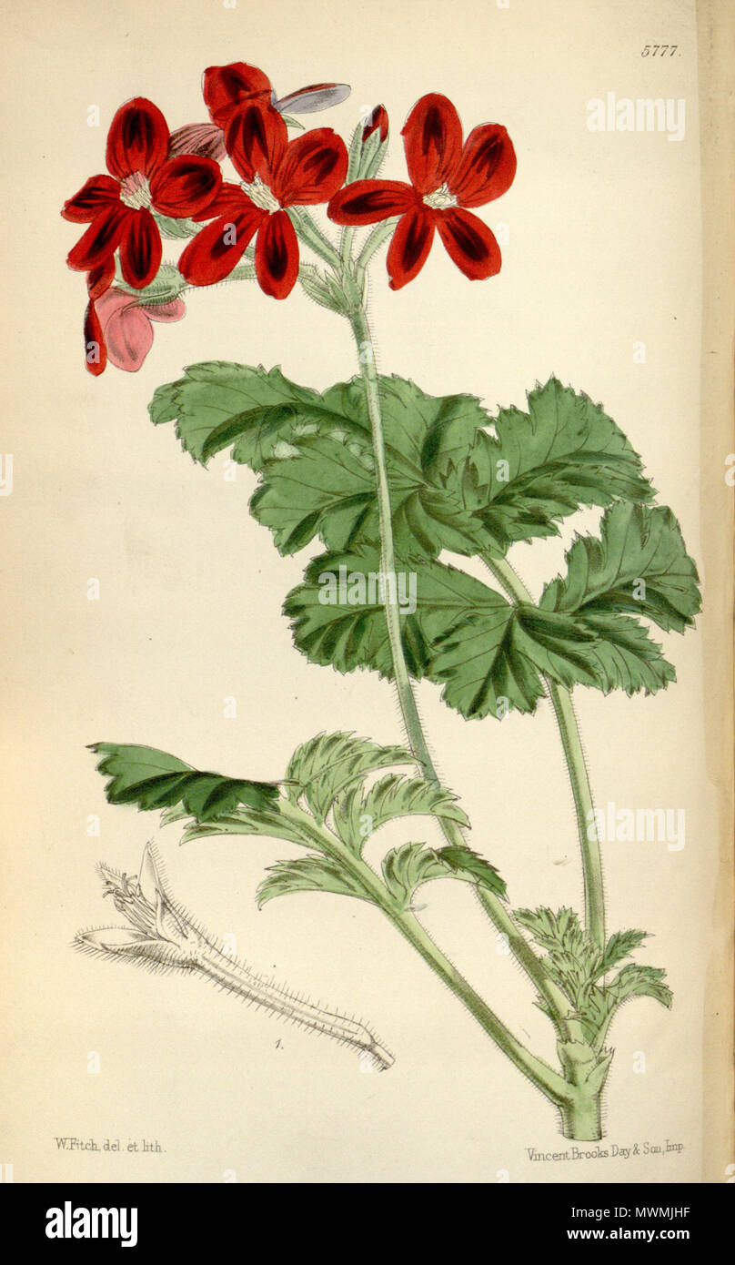 . Englisch: Pelargonium × Ardens, wie Pelargonium schottii. 11. Juli 2015. Hooker, J.D. 475 Pelargonium schottii Hook.f., Bot. Mag. 95. t. 5777. 1869 Stockfoto