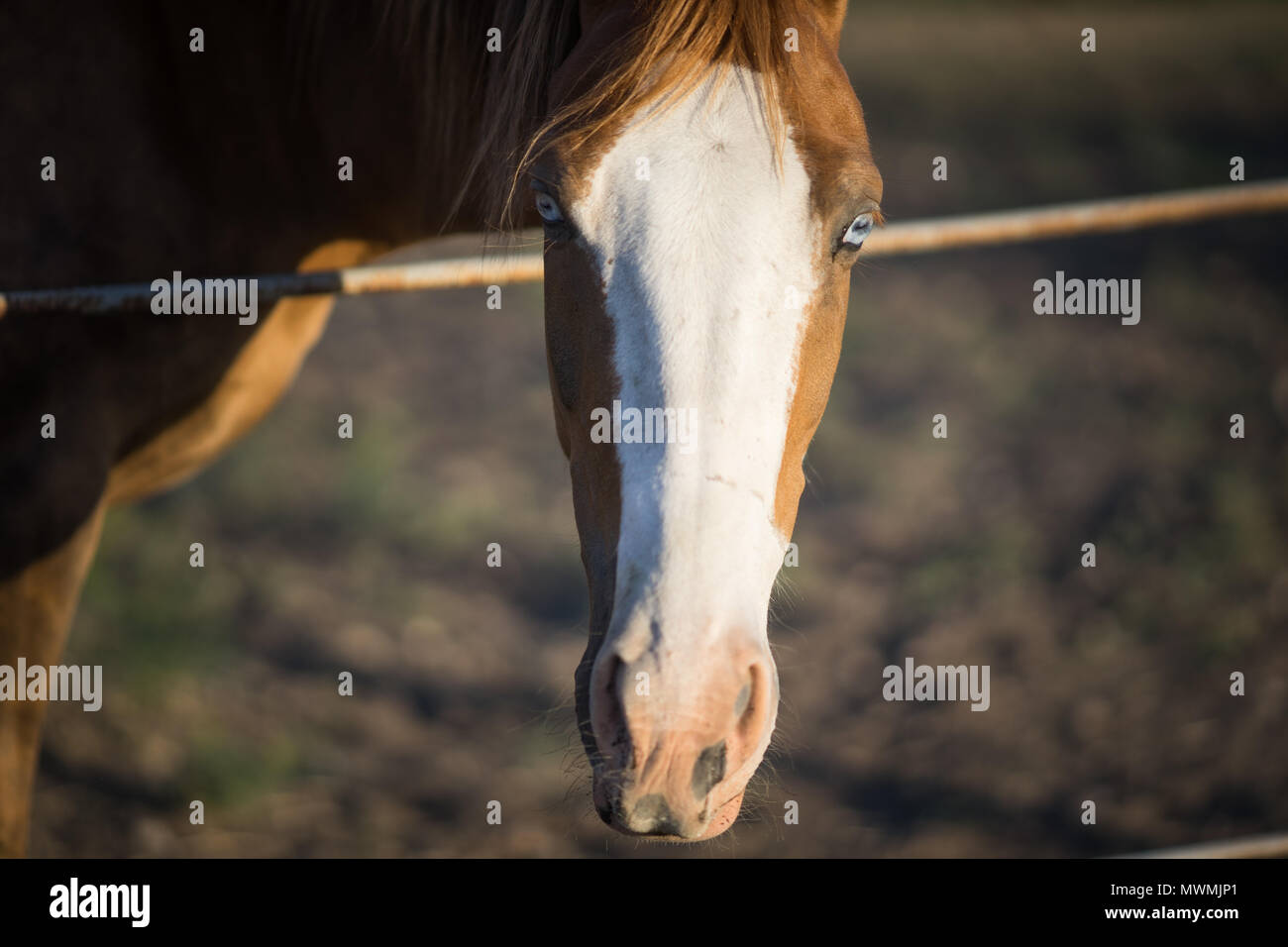 Blauäugiges pferd Fotos und Bildmaterial in hoher Auflösung Alamy