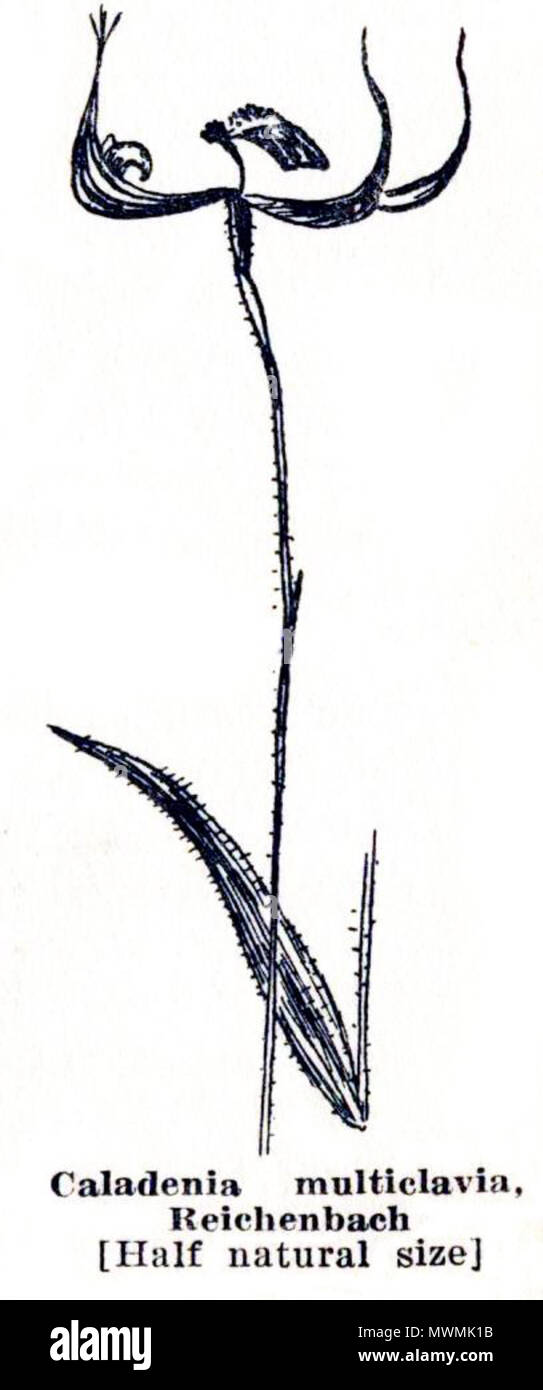 . Caladenia multiclavia, Bild von Gutenberg Version von Emily Pelloe: 'West Australian Orchideen", Seite 44. 1930. Emily H. Pelloe 476 Pelloe - West Australian Orchideen p44 Stockfoto