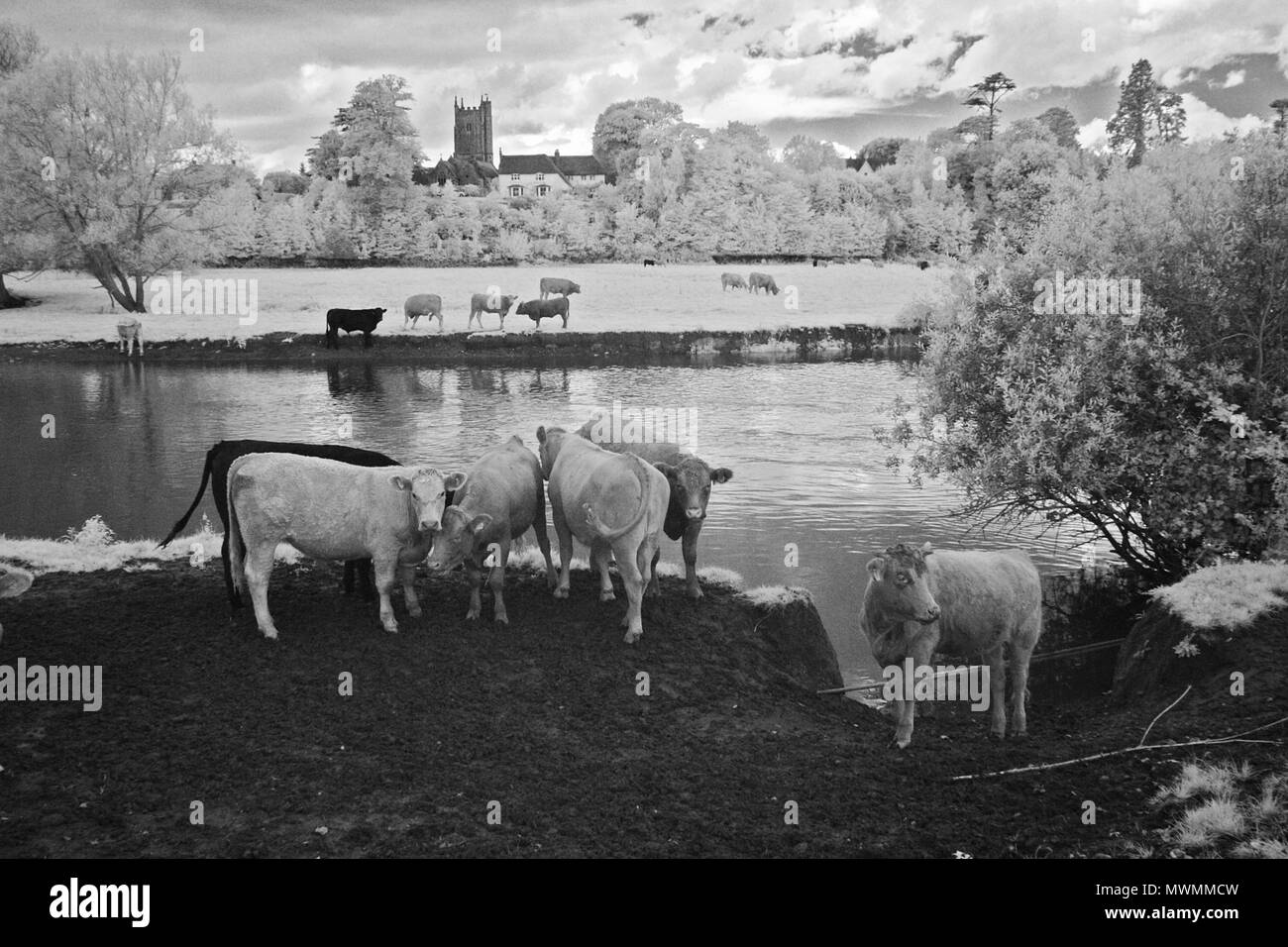 Schwarzweiß-Foto von Vieh am Ufer des Flusses Exe in der Nähe von Brampford Speke, Devon, Großbritannien. Stockfoto