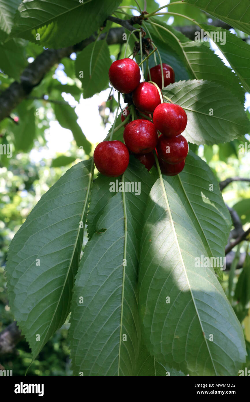 Rote Kirschen auf dem Baum in Bedfordshire, England Reif. Stockfoto