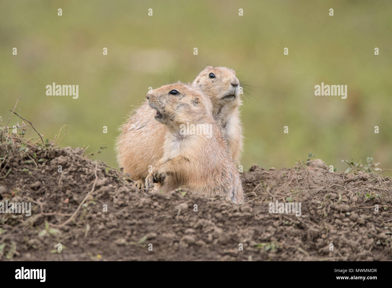 Schwarz-tailed prairie dog (Cynomys ludovicianus) Wächter auf der Hut, Theodore Roosevelt National Park (Südafrika), North Dakota, USA Stockfoto