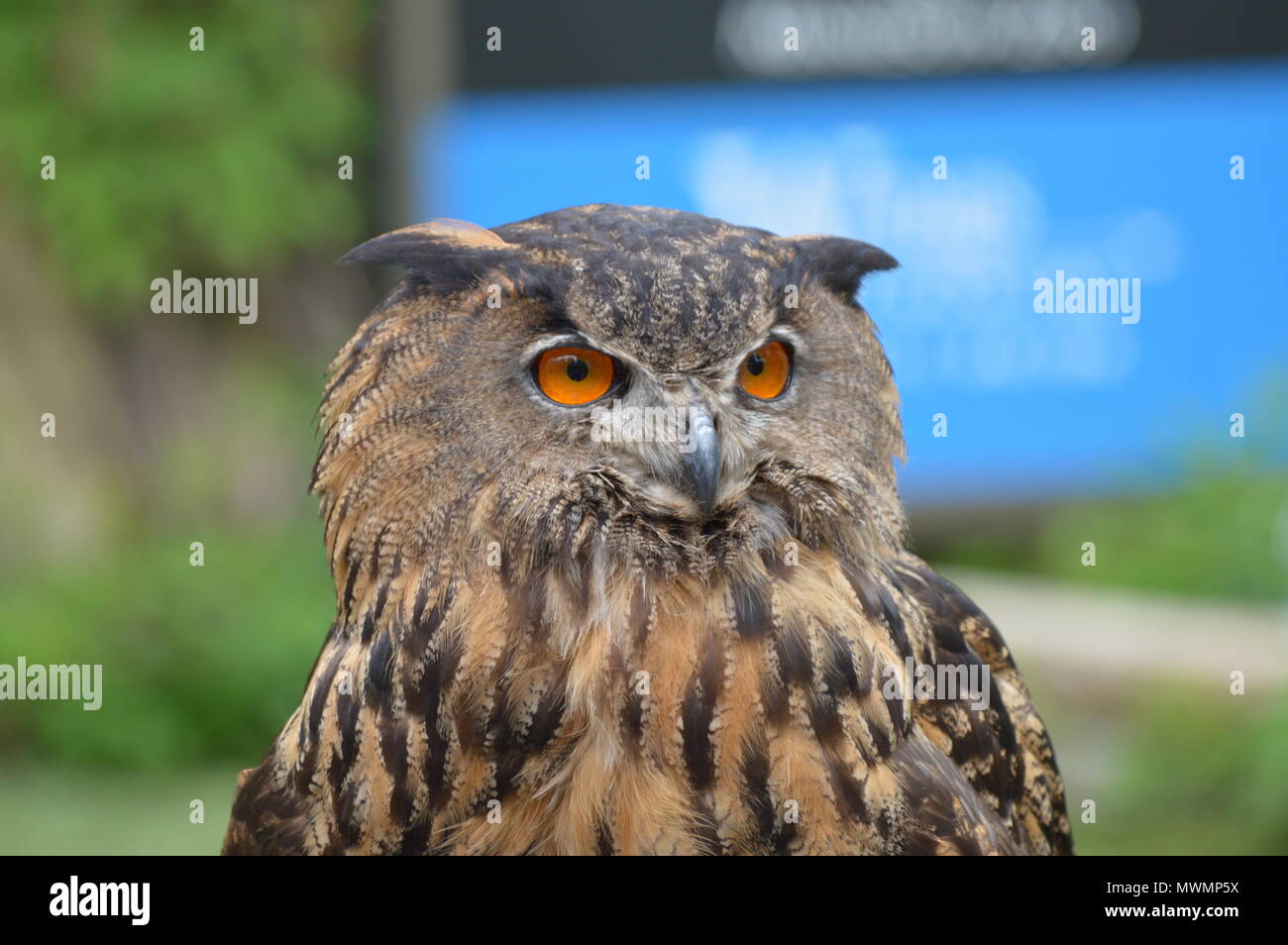 Eurasische Adler-Eule Stockfoto