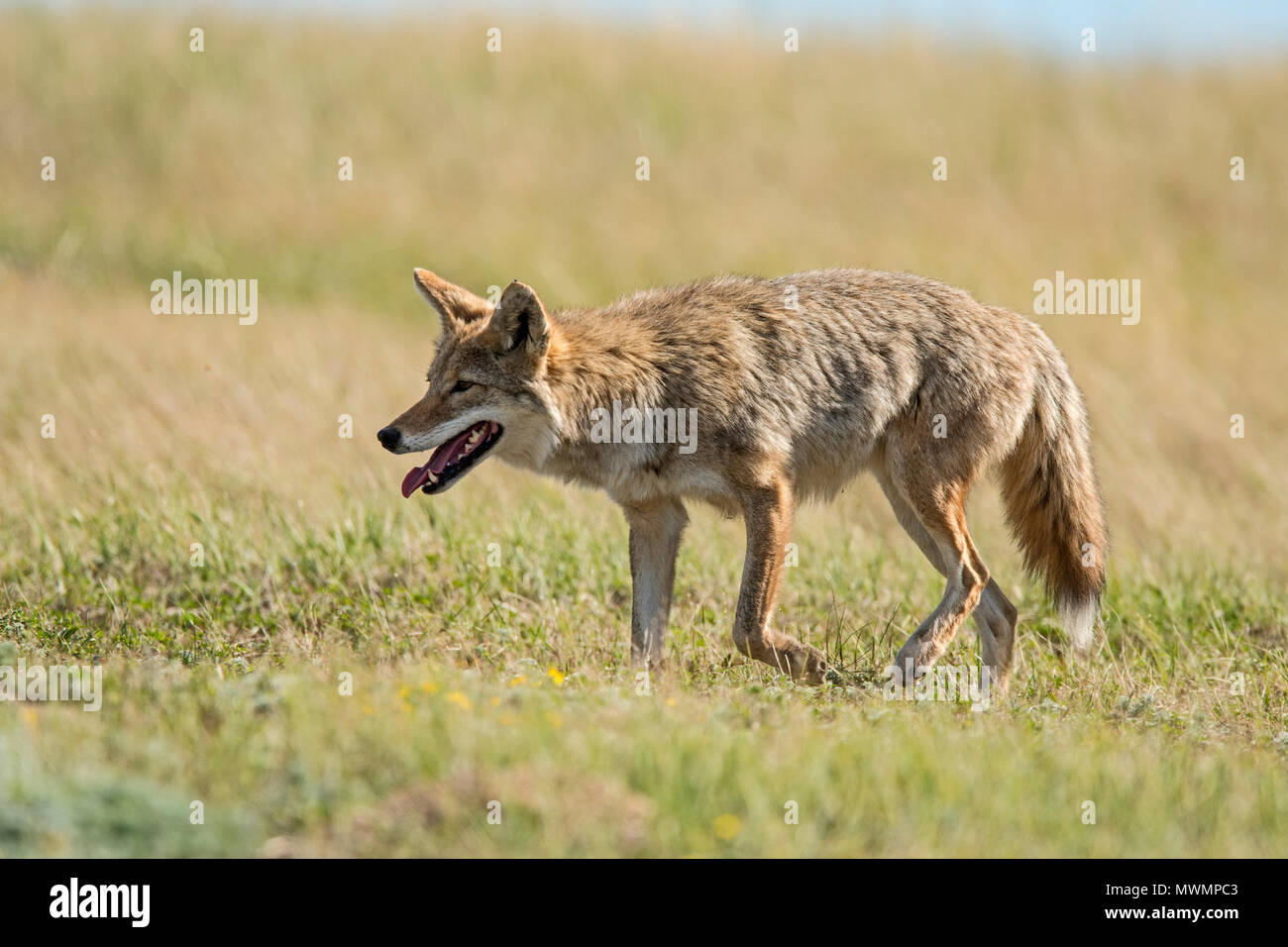 Kojote (Canis yogiebeer) Jagen in einer Wiese hund Kolonie, Theodore  Roosevelt National Park (Südafrika), North Dakota, USA Stockfotografie -  Alamy