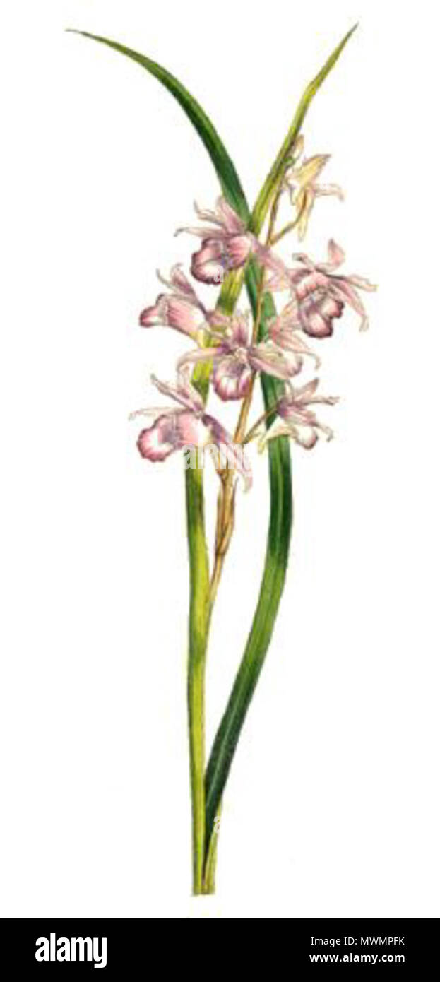 480 Phaius rosellus (1847) Stockfoto