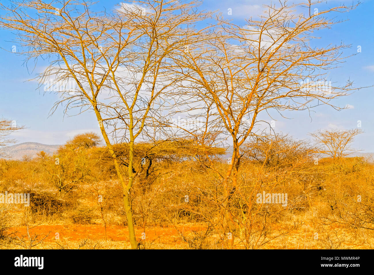 Bäume und der Landschaft in der Nähe von Yabello in Äthiopien. Stockfoto