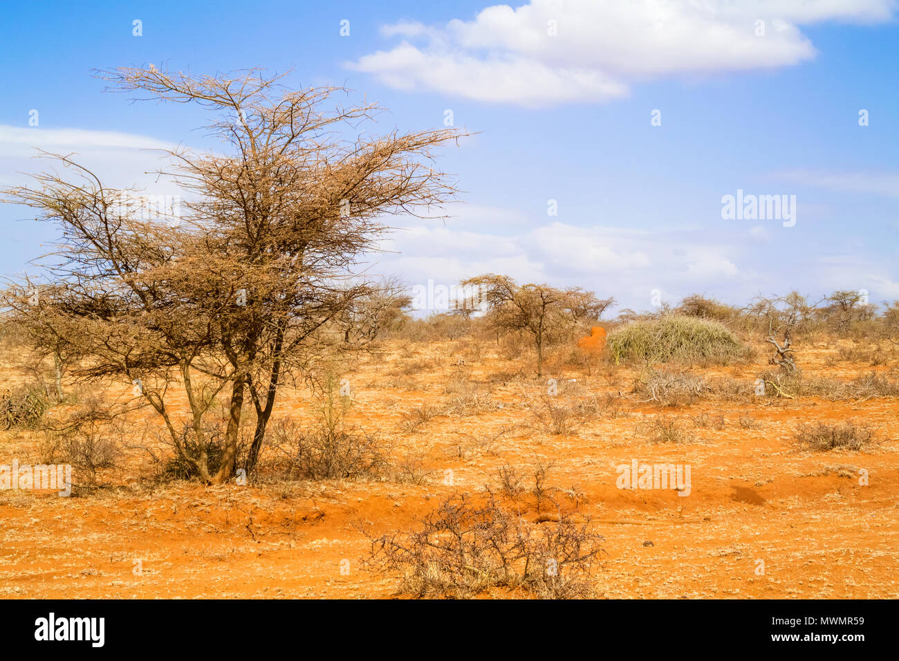 Bäume und der Landschaft in der Nähe von Yabello in Äthiopien. Stockfoto
