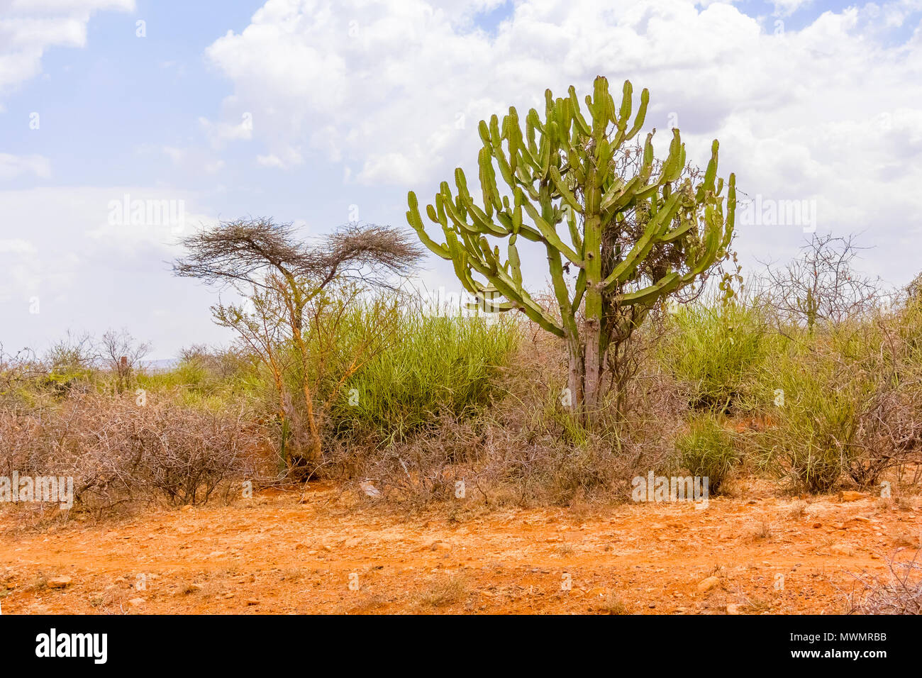 Bäume und der Landschaft in der Nähe von Yabello in Äthiopien. Stockfoto