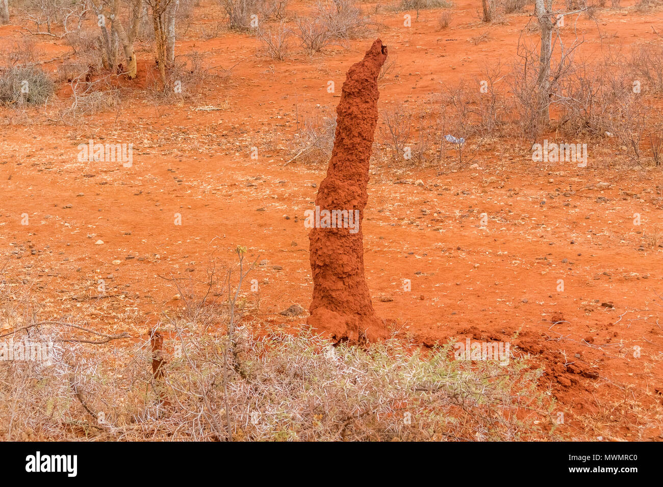 Blick auf die konische Form der Termite Damm in der Nähe von Yabello in Äthiopien Stockfoto