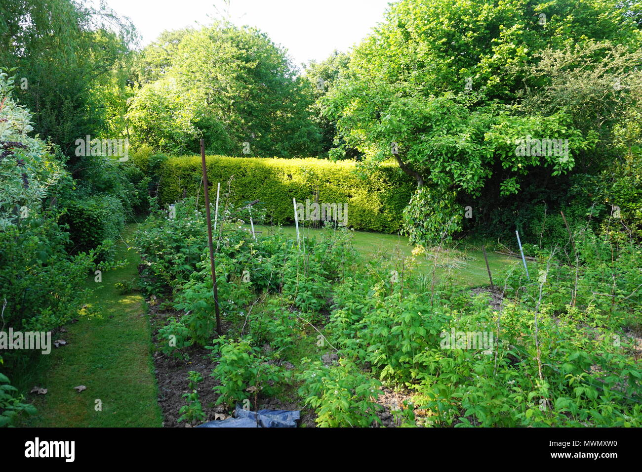 Typisch britischen Garten in Cheshire Stockfoto
