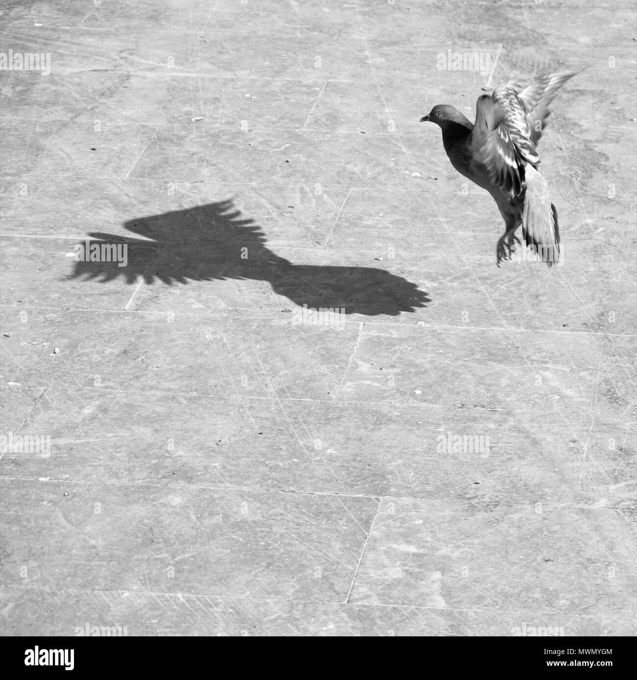 Taube bei der Landung. Stockfoto