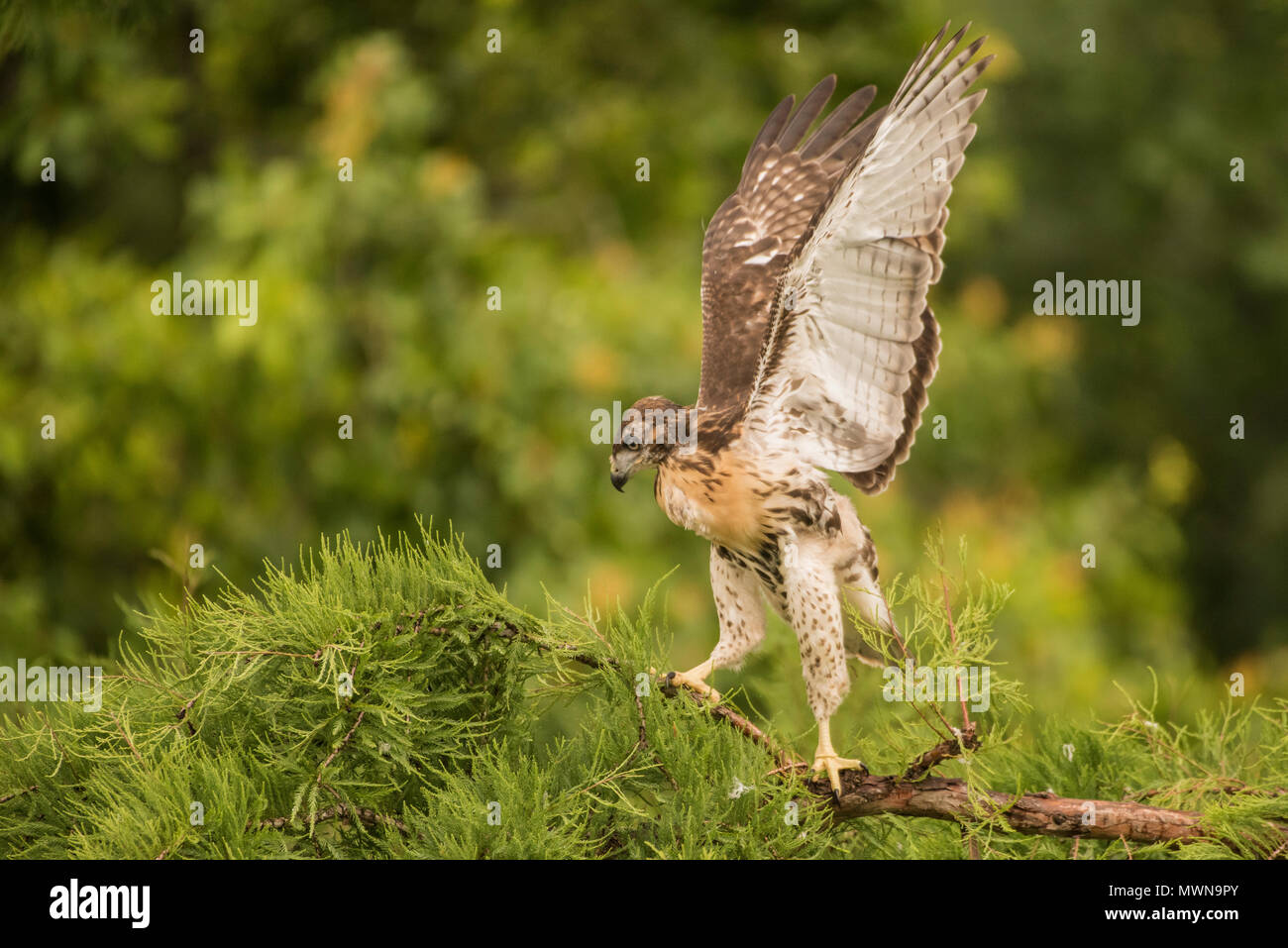 Juvenile red tailed Hawk (Buteo jamaicensis gehen um auf einem Zweig und seine Flügel in den Stunden vor seinem ersten Flug. Stockfoto