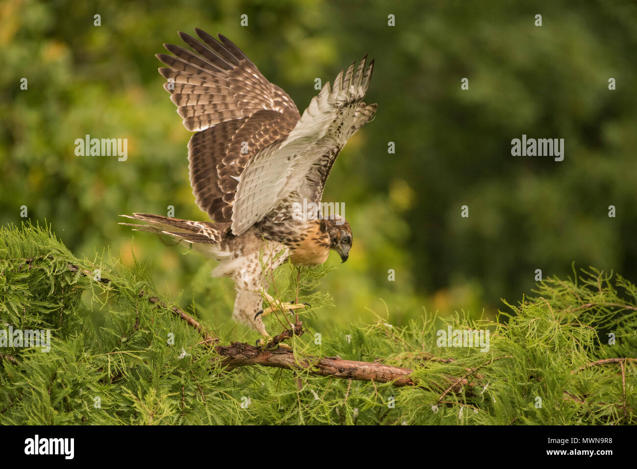 Juvenile red tailed Hawk (Buteo jamaicensis gehen um auf einem Zweig und seine Flügel in den Stunden vor seinem ersten Flug. Stockfoto