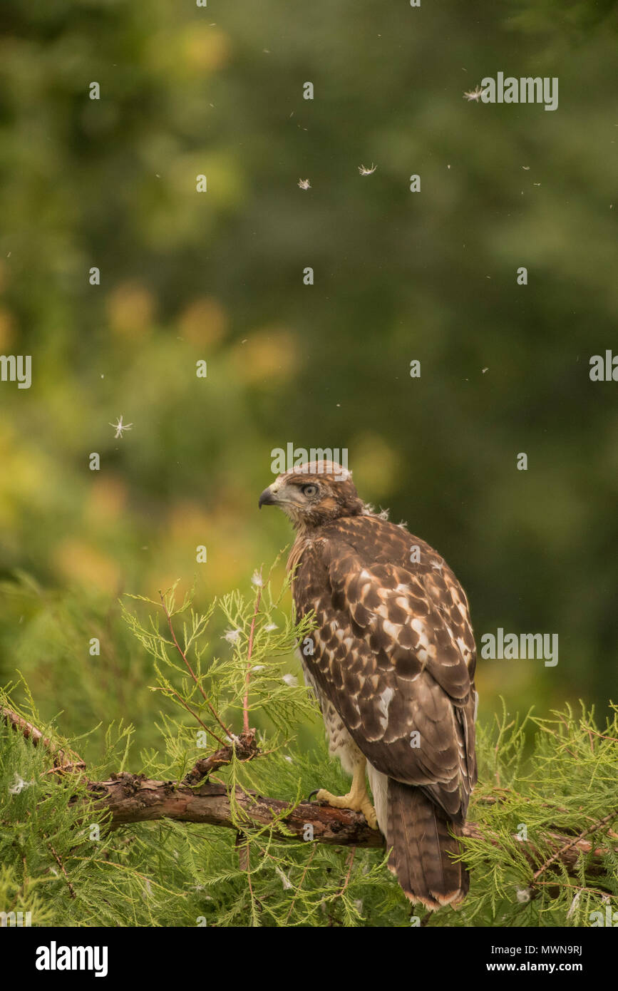 Ein gewordener Vogel Red-tailed Hawk (Buteo Jamaicensis) in einen Baum. Es ist noch nicht geflogen aber es bald flügge und Links der Baum und das Nest hinter. Stockfoto