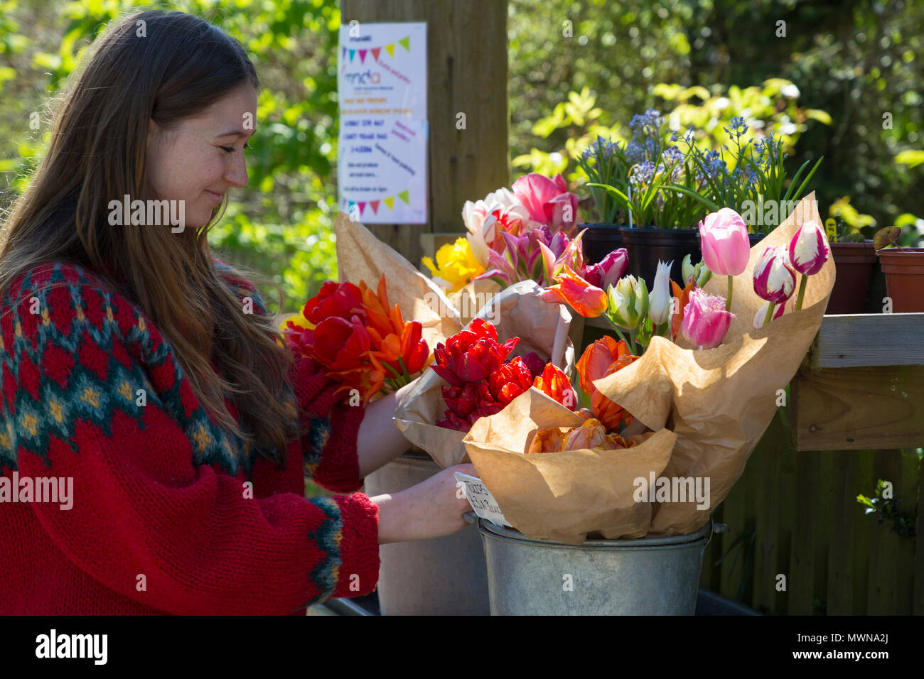 Imogen Lange von Riverside Glühlampen, Tulpen, geschnitten für den Verkauf auf dem Verkaufsstand Stockfoto