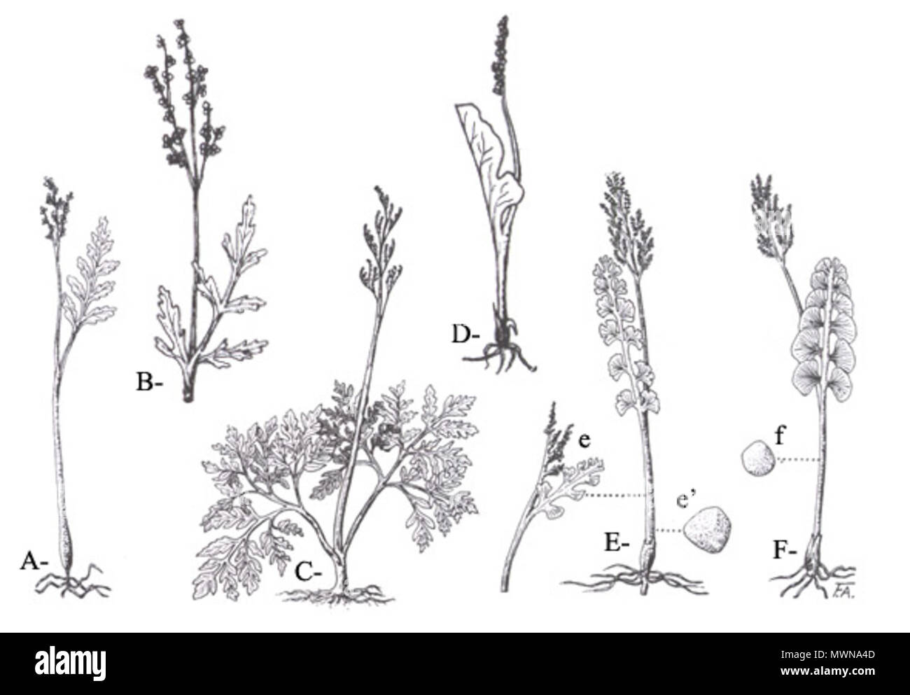 . Englisch: Gattung Botrychium; eine Radierung von Alexandre Blouin (1892-1987) im Jahre 1935 Veröffentlicht in Flore laurentienne durch Frère Marie-Victorin (s. 118, 122) Français: Genre Botrychium; Gravure de Frère großen Alexandre Blouin (1892-1987) bedächtig dans la Flore laurentienne, Frère Marie-Victorin, 1935 (s. 118, 122) Légende: A=Botrychium matricariifolium; B=Botrychium angustisegmentum; C=Botrychium silaifolium; D=Botrychium simplex; E=Botrychium minganense; e=sommité fructifère; e' = Spore; F=Botrychium lunaria; f=Spore. erstmals in 1935 veröffentlicht. Alexandre Blouin (1892-1987) 94 Botrychium Stockfoto