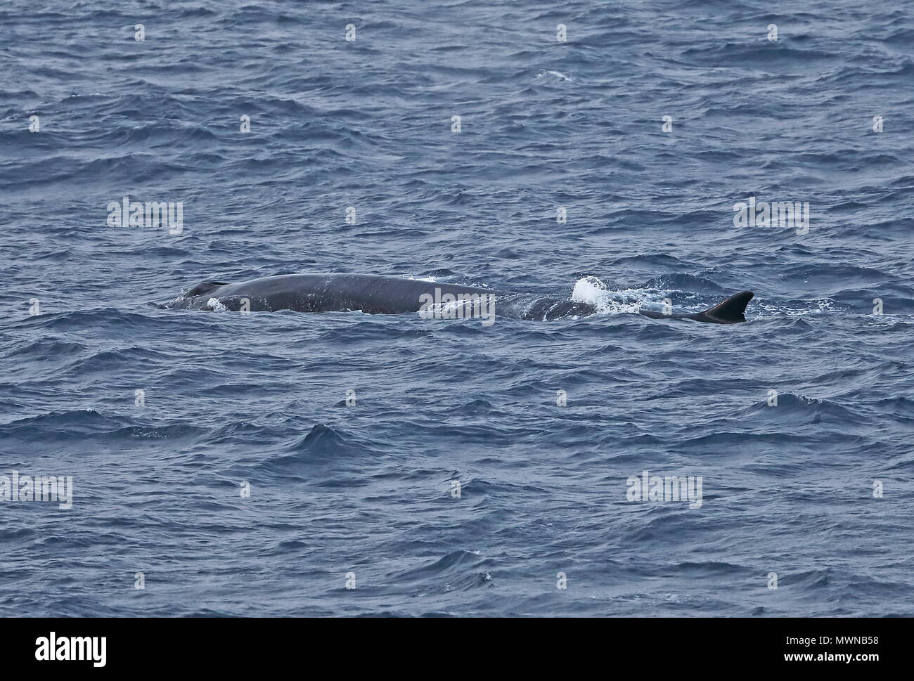 Finnwal (Balaenoptera physalus physalus) Erwachsenen surfacing Atlantik aus portugiesischen Küste kann Stockfoto