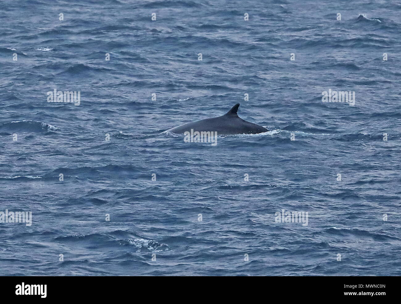 Finnwal (Balaenoptera physalus physalus) Erwachsenen surfacing Atlantik aus portugiesischen Küste kann Stockfoto