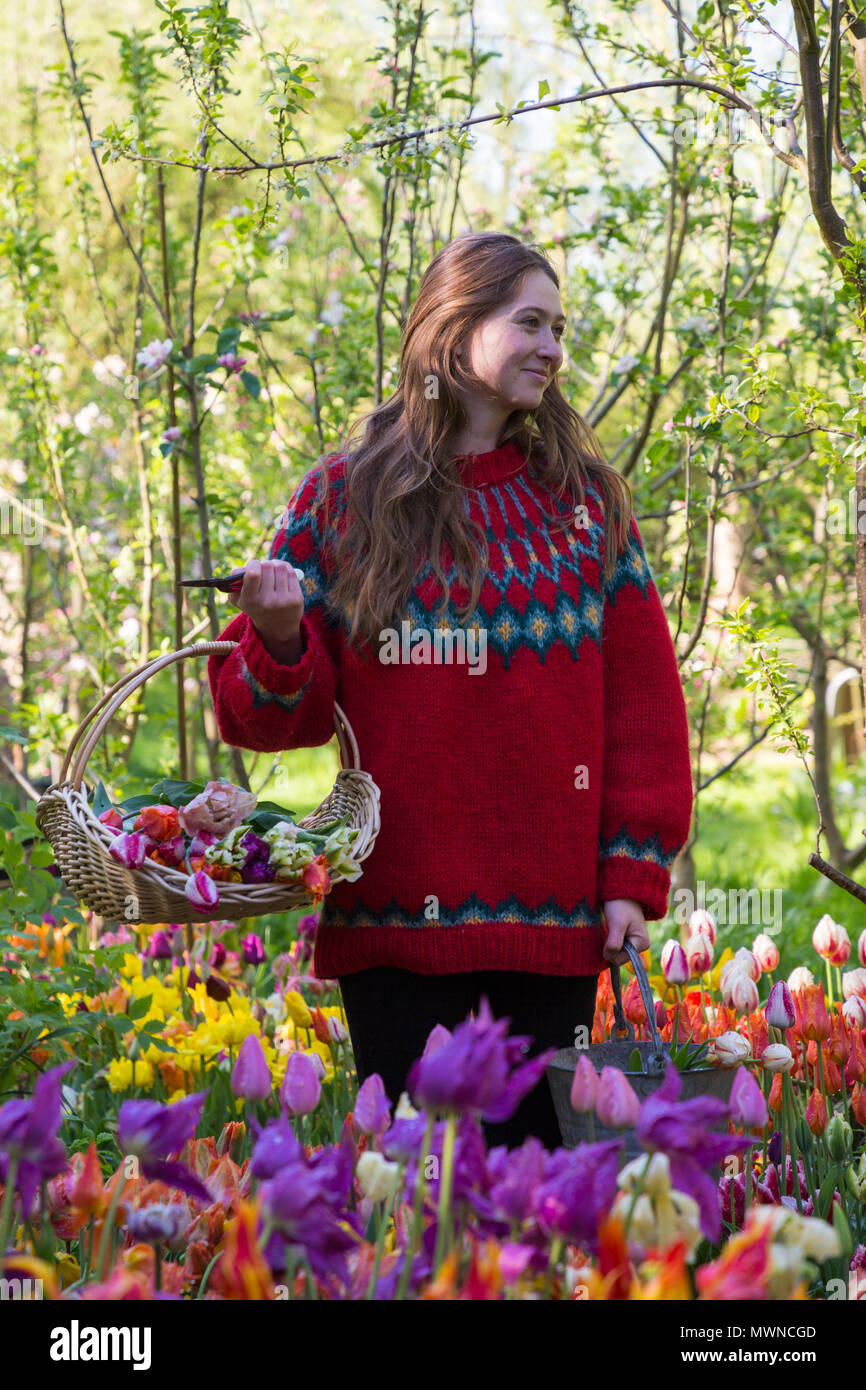 Imogen Langjährige im Tulip Betten, die eine trug und Eimer mit Tulpen, geschnitten Stockfoto