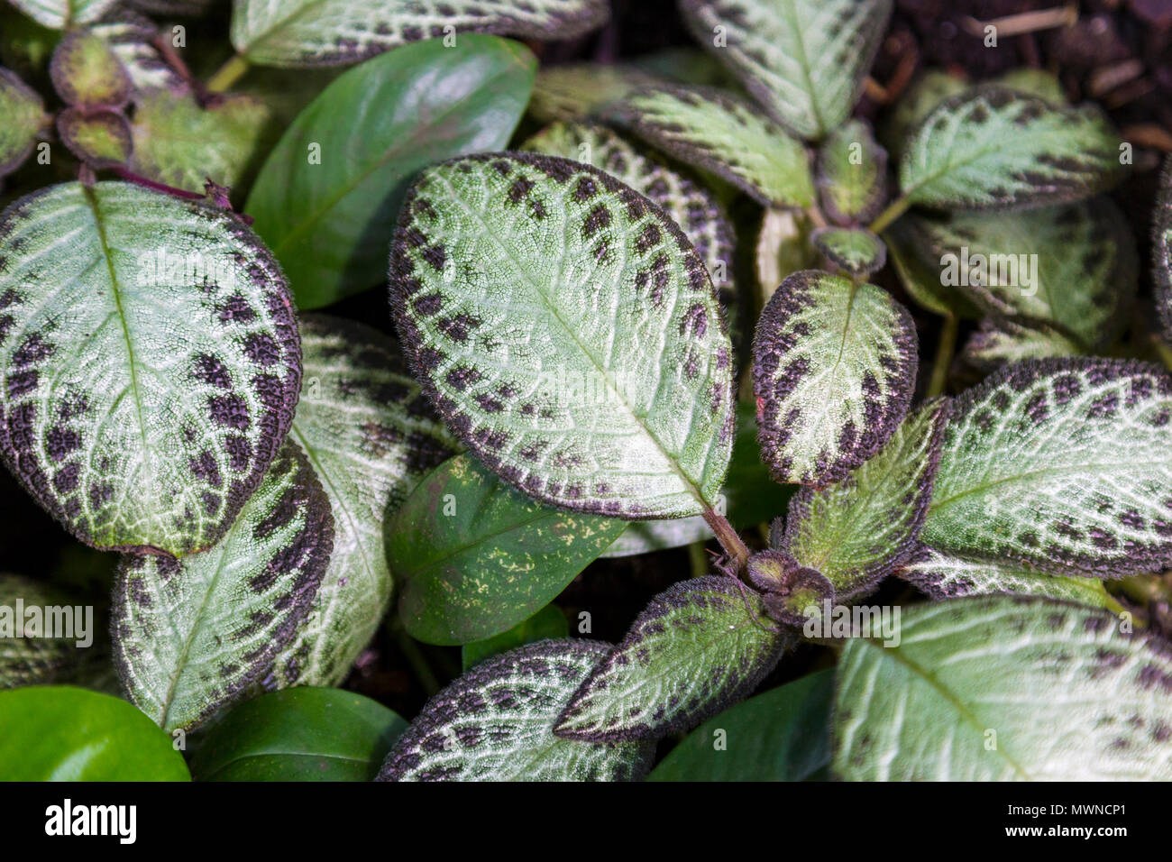 Blätter von episcia (violette Flamme) (Palm House, Kew Gardens, London, UK) Stockfoto