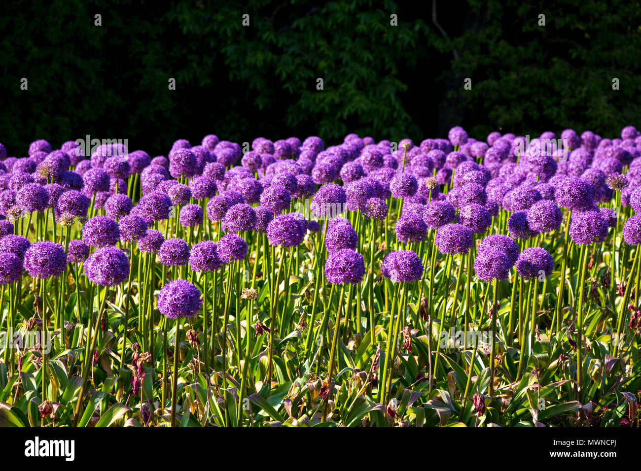 Bereich der Lila allium Blumen/Lampen, Kew Gardens, London, UK Stockfoto