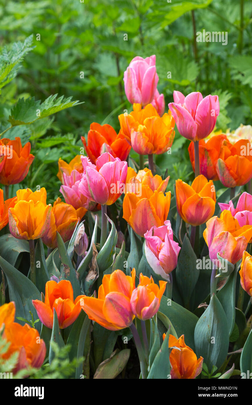 Tulipa'Hermitage' Tulipa 'Princess Irene', Tulipa 'Pretty Princess' und Tulipa 'Prinses Margriet' Stockfoto