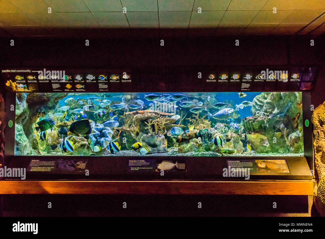 New England Aquarium_Boston, Massachusetts, USA Stockfoto