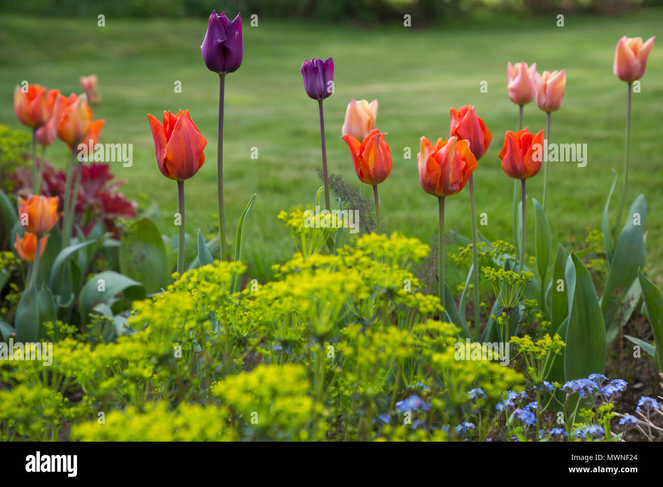 Euphorbia cyparissias, Tulipa "Hermitage" und "Tulipa Apricot Foxx' Stockfoto