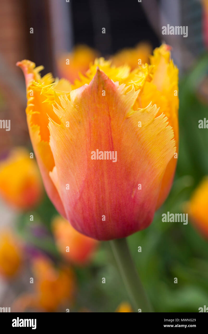 Tulipa 'Lambada' Stockfoto