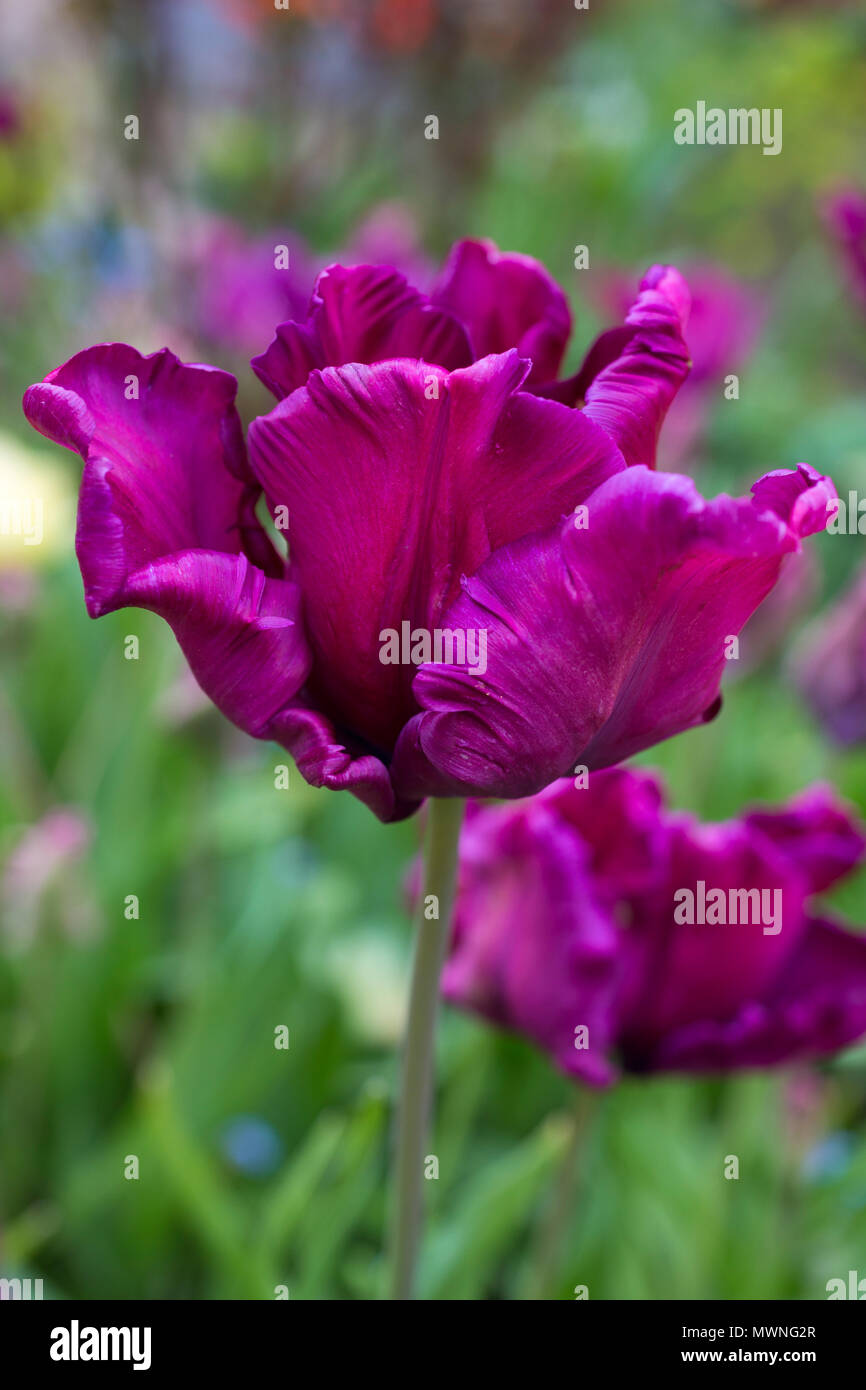 Tulipa 'Victoria's Secret' Stockfoto