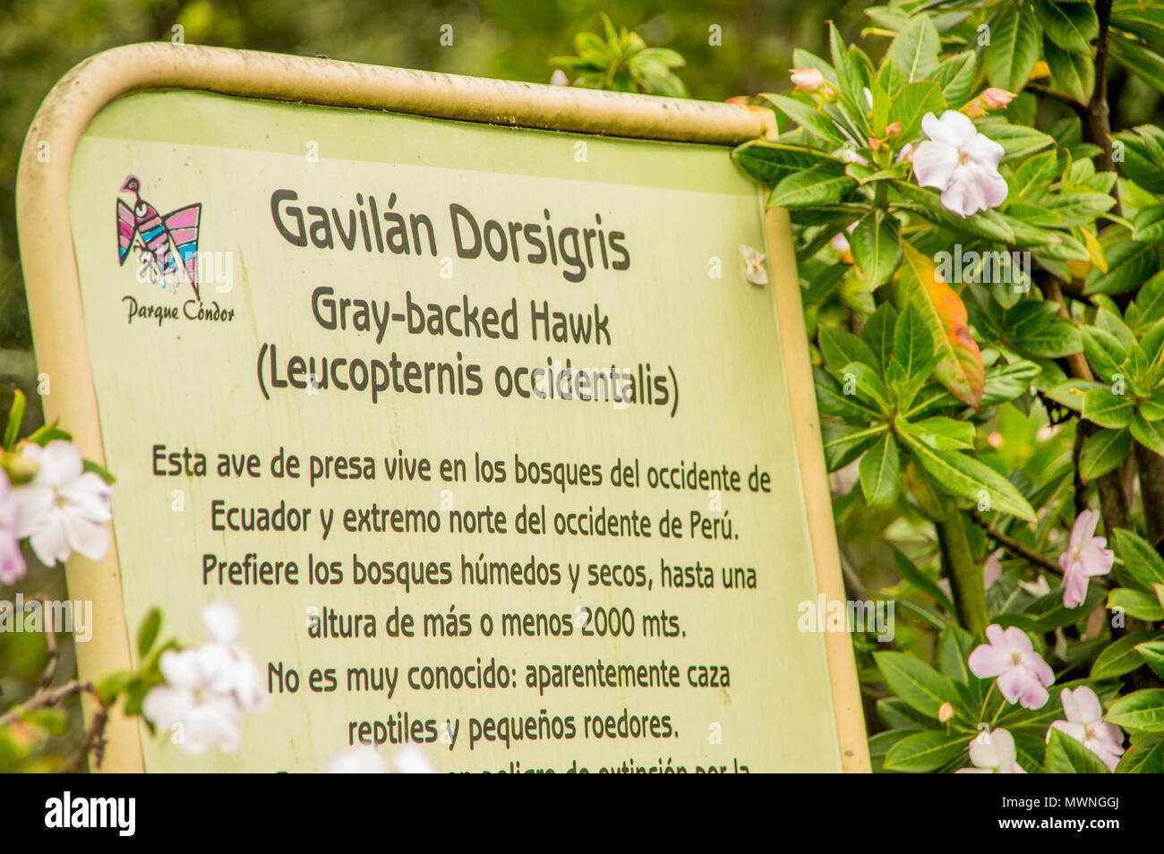 OTAVALO, Ecuador - 29. MAI 2018: Im freien Blick auf informative Zeichen der Grauen backed Hawk, Leucopternis occidentalis bei Condor Park in Otavalo. Stockfoto
